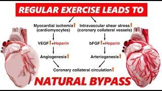 NATURAL BYPASS BY EXERCISE | Explained in Hindi | Dr.Education