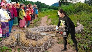 Female Hunter Confronts The Largest Giant Python Ever Seen - Danger Is Near When Harvesting
