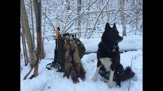 Охота с лайкой на куницу. После утренней пороши...