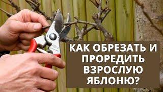 Как обрезать и проредить взрослую яблоню?