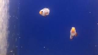 Sustainable Aquatics Frostbite Subzero Premium Bonded Clownfish Pair