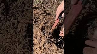 Новый сигнальчик  #находки #metaldetecting #поискмонет #коп #металлоискатель #metaldetector #шурф