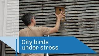 City birds under stress | CNRS in English