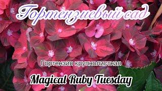 Крупнолистная гортензия Magical Ruby Tuesday. Беларусь.