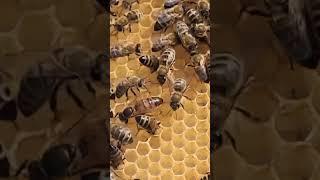 На второе июня печатный расплод ранней матки. #bee #beekeeper #пчеловодство