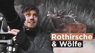 Rothirsche in der Brunft filmen | Auf einmal kommt ein Rudel Wölfe