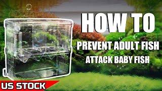 How to Take Care of Baby Fish | Fish Breeding Tank - from senzeal.com