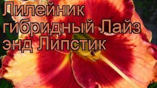 Лилейник гибридный Лайз энд Липстик  обзор: как сажать, рассада лилейника Лайз энд Липстик