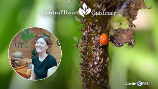 How Aphids Keep Ladybugs Around: Wizzie Brown