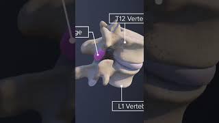 Mobility of T12-L1 Spinal Motion Segment