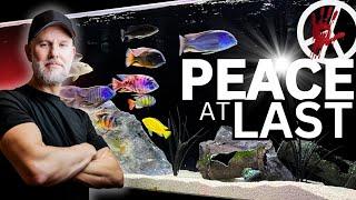 How the Hell Is There PEACE in My African Cichlid Tank?