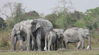 Untamed Beauty: Incredible Wild Animal Photos from Kaziranga National Park