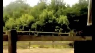 Клювожор