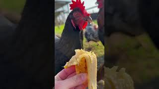Don’t feed your chickens mold. #chickens #chicken #freerangechickens #farmfresheggs #chickenfeed