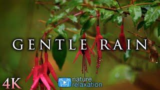 4K Gentle Rain - Soothing Nature Scenes for Relaxation, Sleep, White Noise