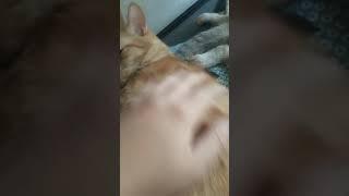 Generic cat video.