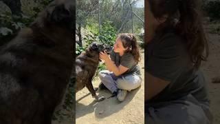 ACE IS TRAINING TO BE MORE CUDDLE DOG THAN GUARD DOG