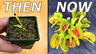 No Bullsh!t Venus Flytrap Care Guide