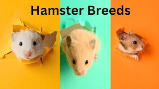 These are the 5 Hamster Breeds: Which One Should You Get?