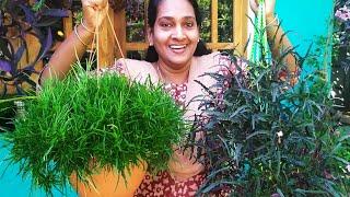 FAST GROWING HANGING PLANTS| Hemigraphis Repanda || Garden സുന്ദരമാക്കാം || grass || Dragon' Tongue