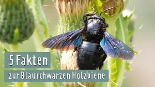 Riesen-Wildbiene: So lebt die Blauschwarze Holzbiene | MDR Garten