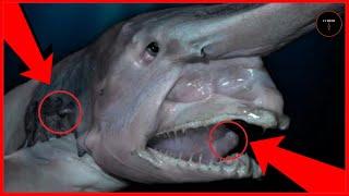 THE WEIRDEST SHARKS IN THE WORLD