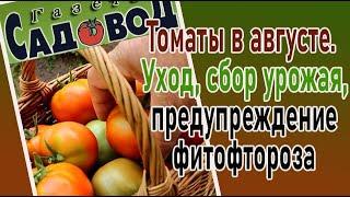 Томаты в августе: уход, сбор урожая, предупреждение фитофтороза