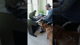 Playing piano with my cat and dog