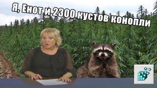 Я, Енот и 2300 кустов конопли | RYTP