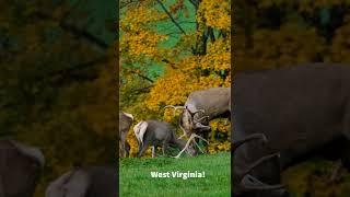 Who's ready to hunt elk in West Virginia?