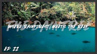 Travel Australia | WE FIND PARADISE in the Daintree Rainforest - Cape Tribulation Part 1. Ep 22