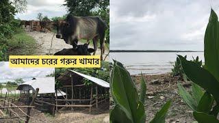 আমাদের চরের কম খরচের গরুর খামার | Ar Razzaq Agro