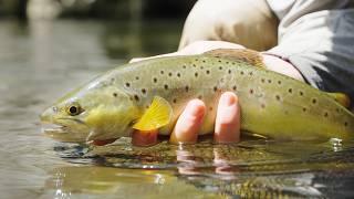 POV Fly Fishing in Kosciuszko National Park | Solo Fly Fishing Adventure