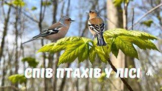 Спів пташок у весняному лісі | Природа лікує #співптахівулісі #звукиприроди #цілющізвуки #світua