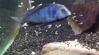 African cichlid fish releasing fry from mouth