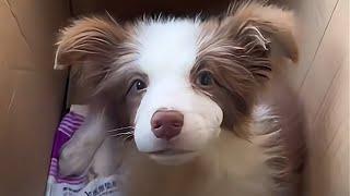 Being seriously ill, she was abandoned by her owner, lying despairingly like rotting wood.