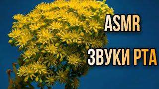 𝑨𝑪𝑴𝑷 / 𝑨𝑺𝑴𝑹  𝑴𝒐𝒖𝒕𝒉 𝑺𝒐𝒖𝒏𝒅𝒔  АСМР Звуки Рта С Ушка На Ушко / АСМР Эхо 