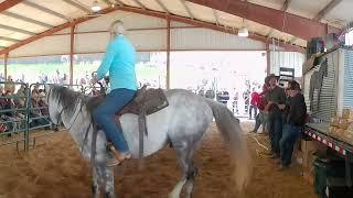 Horse and Bull Showdown at the Auction