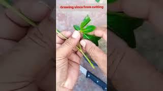 Vinca from cutting #shorts #technical #gardening #trendingshorts