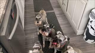 My Stubborn Schnauzer | Life With 7 Schnauzers