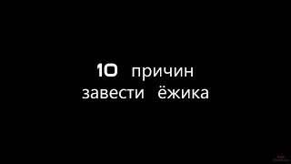 10 Причин Завести Ёжика - Интересные факты ъ