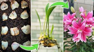 How to Propagate Lily | Multiply Lilies from Bulb Scales