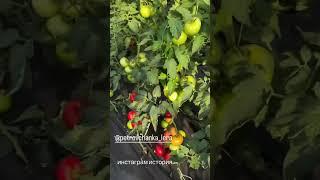 Мой огород на Кубани #garden #жизньзагородом #рецепты #огород #shorts