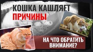 Кошка кашляет. Причины. На что обратить внимание?