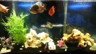 rajs most beautiful aquarium