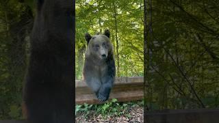 This bear is a true gentlemen 