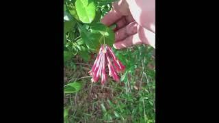  Mystery Blooms: Nature's Unnamed Beauty 