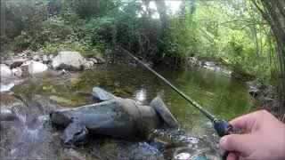 Dovevo fare 300 Km per vedere una trota - Trota torrente a spinning