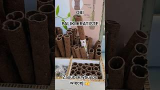 Paliki Kratiste w OBI #plant #plants #roślinydoniczkowe #roślinydomowe #obi #nowości #rośliny #palik