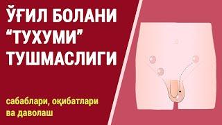 Ўғил болани тухуми тушмаслиги | Крипторхизм. Сабаблари, оқибатлари ва даволаш